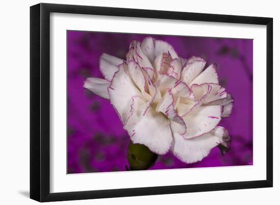 Carnation-Gordon Semmens-Framed Photographic Print