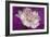 Carnation-Gordon Semmens-Framed Photographic Print