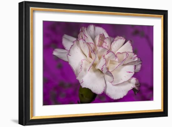 Carnation-Gordon Semmens-Framed Photographic Print