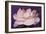 Carnation-Gordon Semmens-Framed Photographic Print