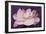 Carnation-Gordon Semmens-Framed Photographic Print