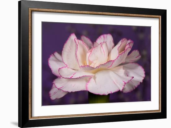 Carnation-Gordon Semmens-Framed Photographic Print