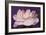 Carnation-Gordon Semmens-Framed Photographic Print