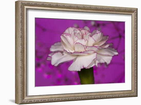 Carnation-Gordon Semmens-Framed Photographic Print