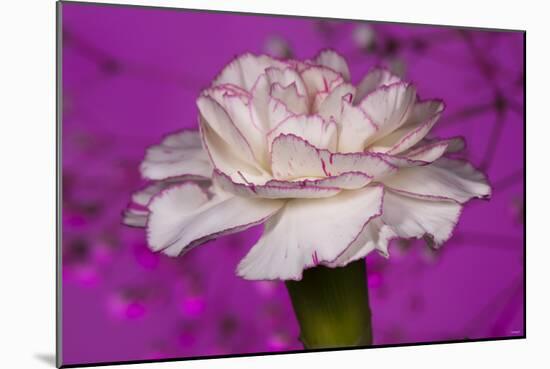 Carnation-Gordon Semmens-Mounted Photographic Print