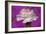 Carnation-Gordon Semmens-Framed Photographic Print