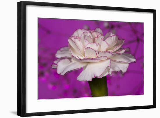 Carnation-Gordon Semmens-Framed Photographic Print