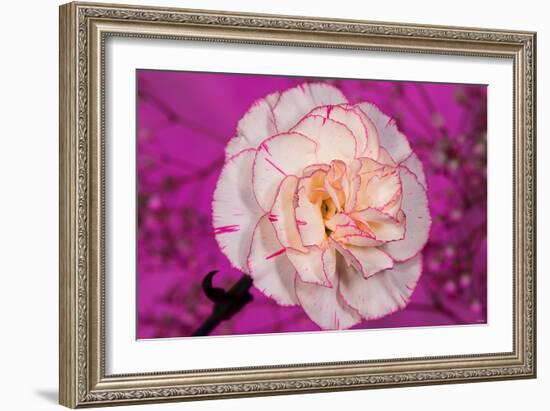 Carnation-Gordon Semmens-Framed Photographic Print