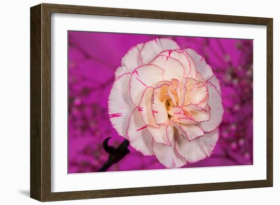 Carnation-Gordon Semmens-Framed Photographic Print