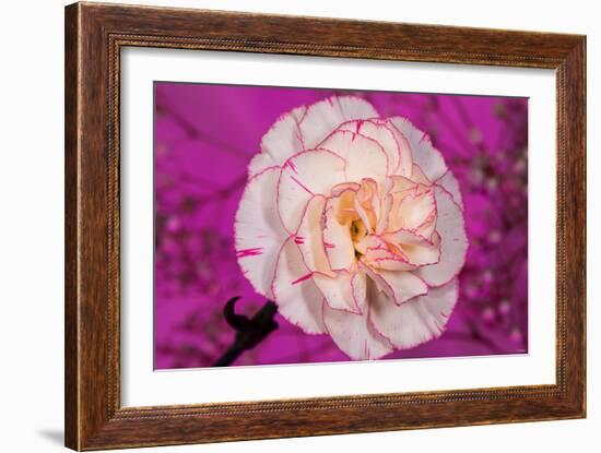 Carnation-Gordon Semmens-Framed Photographic Print