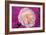 Carnation-Gordon Semmens-Framed Photographic Print