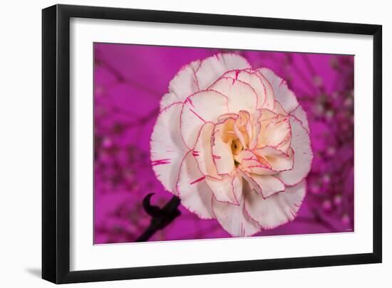 Carnation-Gordon Semmens-Framed Photographic Print