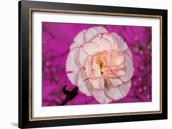 Carnation-Gordon Semmens-Framed Photographic Print