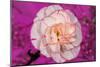 Carnation-Gordon Semmens-Mounted Photographic Print