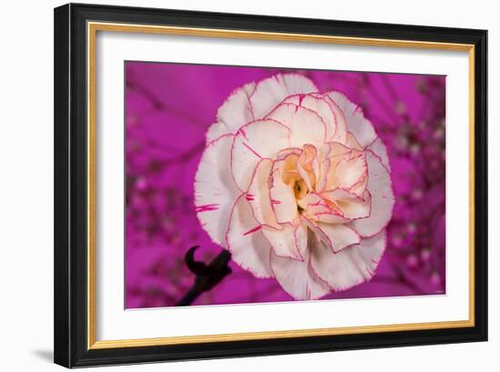 Carnation-Gordon Semmens-Framed Photographic Print