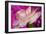 Carnation-Gordon Semmens-Framed Photographic Print