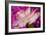 Carnation-Gordon Semmens-Framed Photographic Print