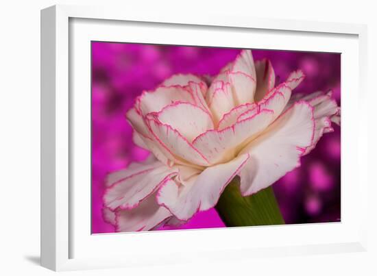 Carnation-Gordon Semmens-Framed Photographic Print