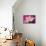 Carnation-Gordon Semmens-Mounted Photographic Print displayed on a wall