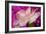 Carnation-Gordon Semmens-Framed Photographic Print