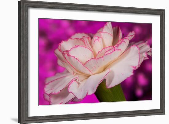 Carnation-Gordon Semmens-Framed Photographic Print