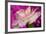 Carnation-Gordon Semmens-Framed Photographic Print