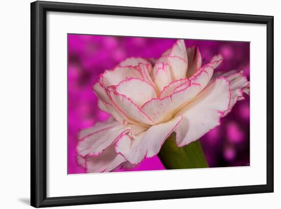 Carnation-Gordon Semmens-Framed Photographic Print