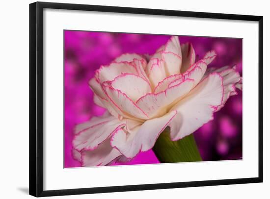 Carnation-Gordon Semmens-Framed Photographic Print