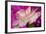 Carnation-Gordon Semmens-Framed Photographic Print