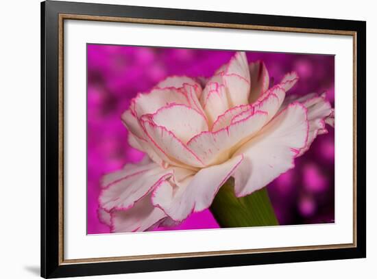 Carnation-Gordon Semmens-Framed Photographic Print