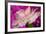 Carnation-Gordon Semmens-Framed Photographic Print