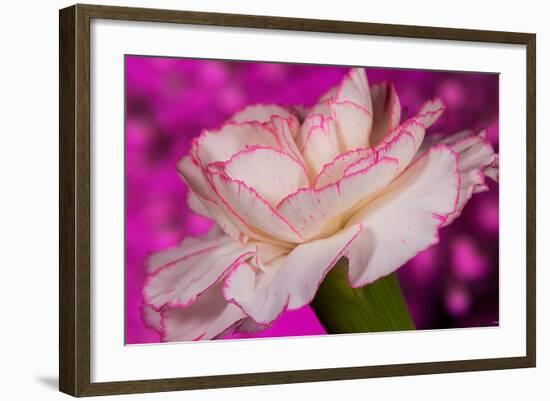 Carnation-Gordon Semmens-Framed Photographic Print