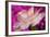 Carnation-Gordon Semmens-Framed Photographic Print