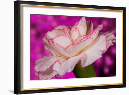 Carnation-Gordon Semmens-Framed Photographic Print