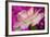 Carnation-Gordon Semmens-Framed Photographic Print