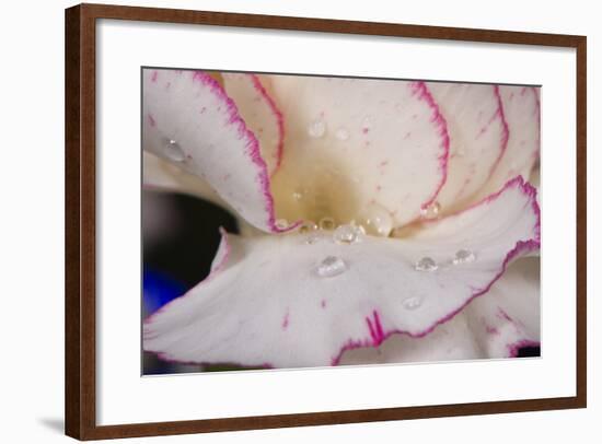 Carnation-Gordon Semmens-Framed Photographic Print