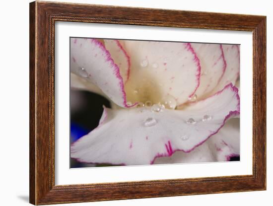 Carnation-Gordon Semmens-Framed Photographic Print