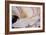 Carnation-Gordon Semmens-Framed Photographic Print