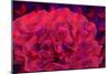 Carnation-Scott J. Davis-Mounted Giclee Print