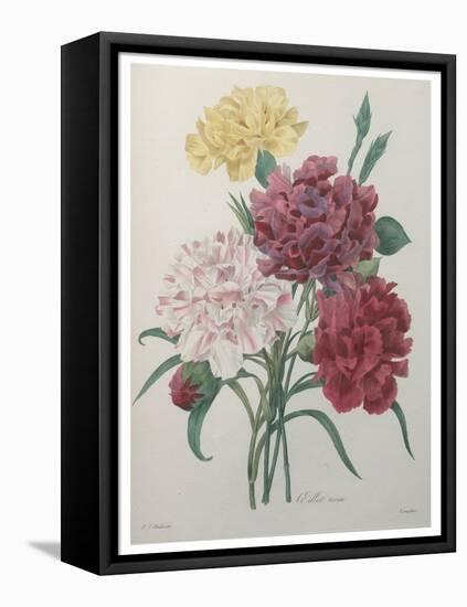 Carnation-Pierre-Joseph Redoute-Framed Stretched Canvas