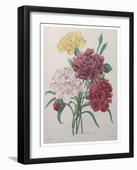 Carnation-Pierre-Joseph Redoute-Framed Art Print