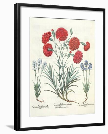 Carnations and Lavender from the 'Hortus Eystettensis' by Basil Besler-null-Framed Giclee Print