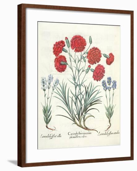 Carnations and Lavender from the 'Hortus Eystettensis' by Basil Besler-null-Framed Giclee Print