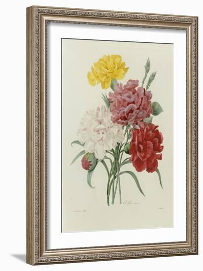 Carnations, from 'Choix Des Plus Belles Fleures', C.1833-Pierre Joseph Redout?-Framed Giclee Print