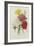 Carnations, from 'Choix Des Plus Belles Fleures', C.1833-Pierre Joseph Redout?-Framed Giclee Print