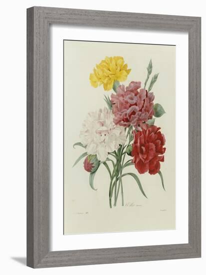 Carnations, from 'Choix Des Plus Belles Fleures', C.1833-Pierre Joseph Redout?-Framed Giclee Print