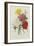 Carnations, from 'Choix Des Plus Belles Fleures', C.1833-Pierre Joseph Redout?-Framed Giclee Print