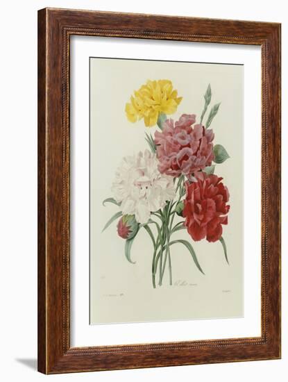 Carnations, from 'Choix Des Plus Belles Fleures', C.1833-Pierre Joseph Redout?-Framed Giclee Print