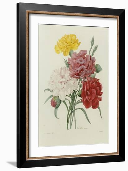 Carnations, from 'Choix Des Plus Belles Fleures', C.1833-Pierre Joseph Redout?-Framed Giclee Print