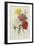 Carnations, from 'Choix Des Plus Belles Fleures', C.1833-Pierre Joseph Redout?-Framed Giclee Print